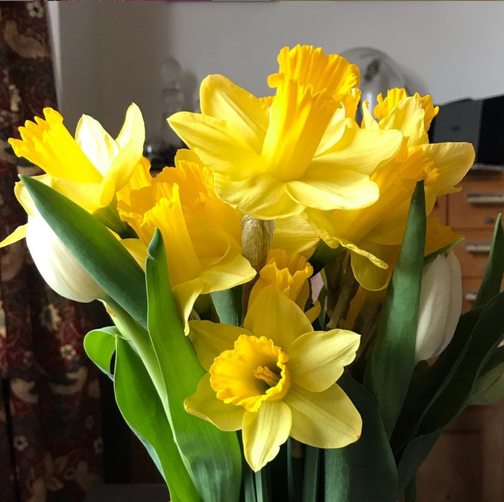 Daffodiles and whote tulips.